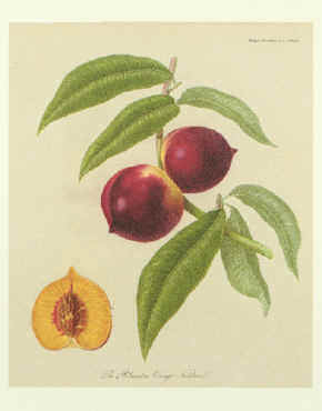 the pitmaston orange nectarine-c robertson-yes.jpg (9420 bytes)